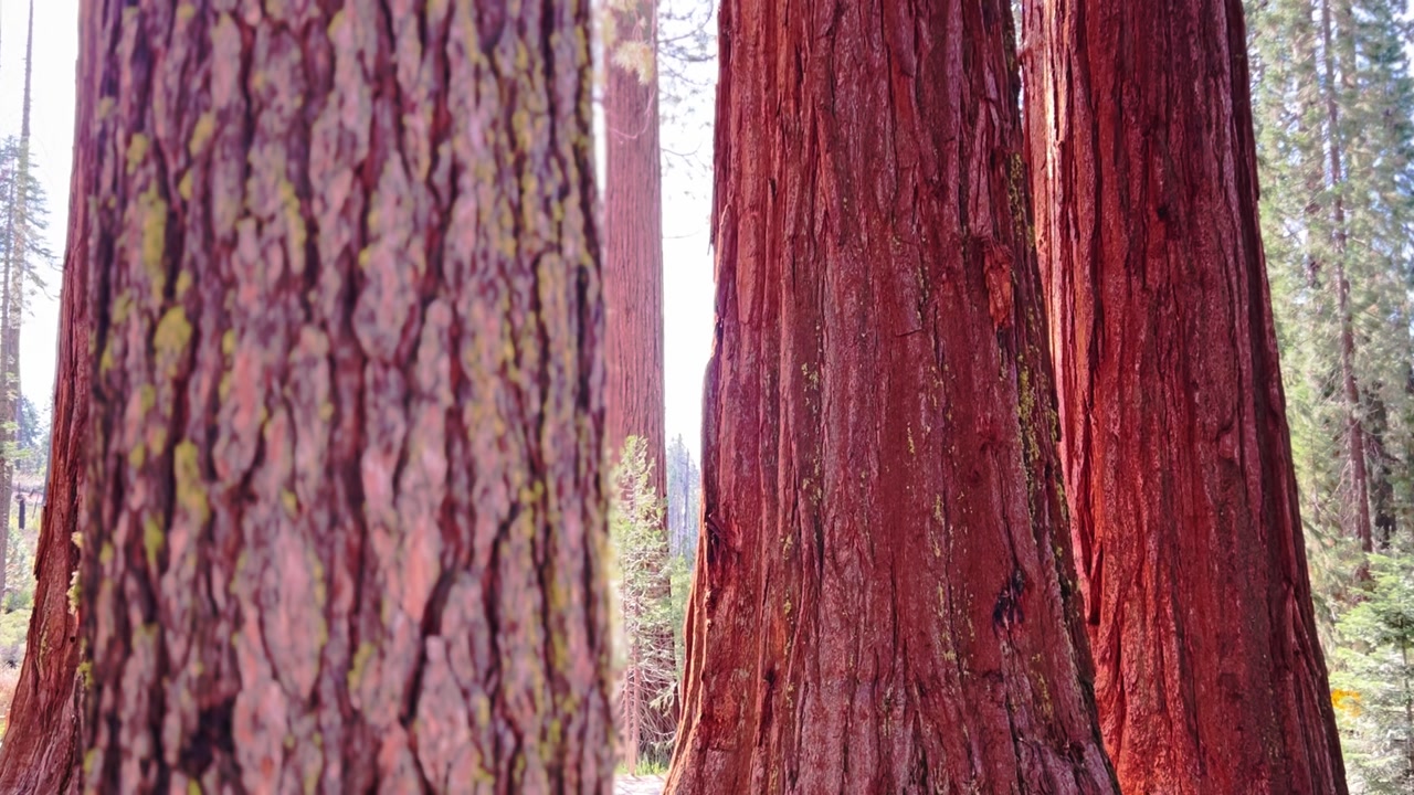 Tall Sequoia Tree Trunks Rising in Woodland Environment