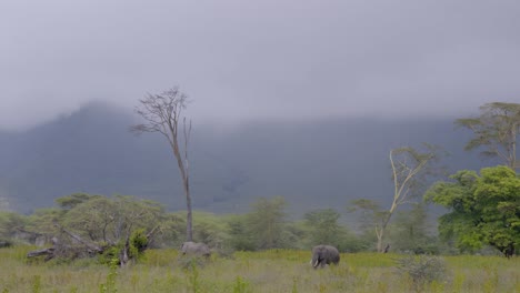 a herd of elephants