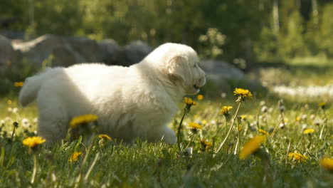 slow motion shot of adorable golden retriever puppy in grass with yellow flowers