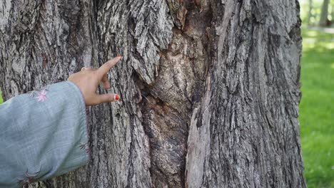 primer plano de la corteza del árbol con el dedo apuntando