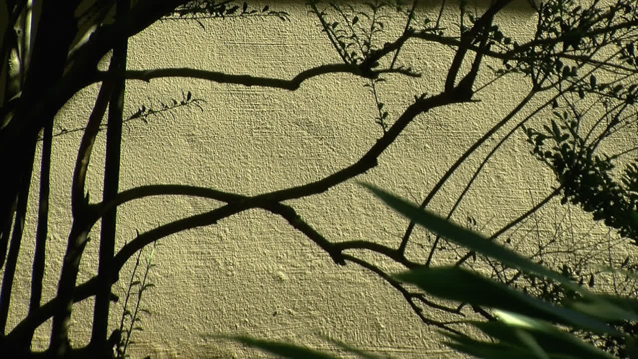 치장 벽토 벽에 윤곽이 있는 관목 가지