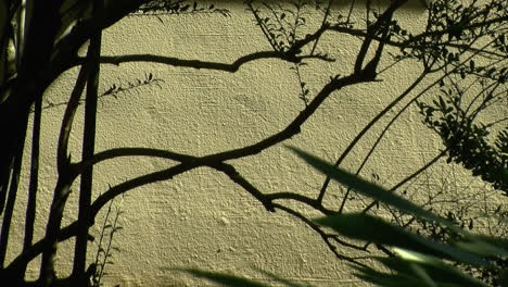 Shrub-branches-silhouetted-against-stucco-wall