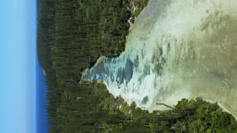 Vertical-flyover-above-lagoon,-columnar-pine-tree-forest,-Oro-Bay,-Isle-of-Pines