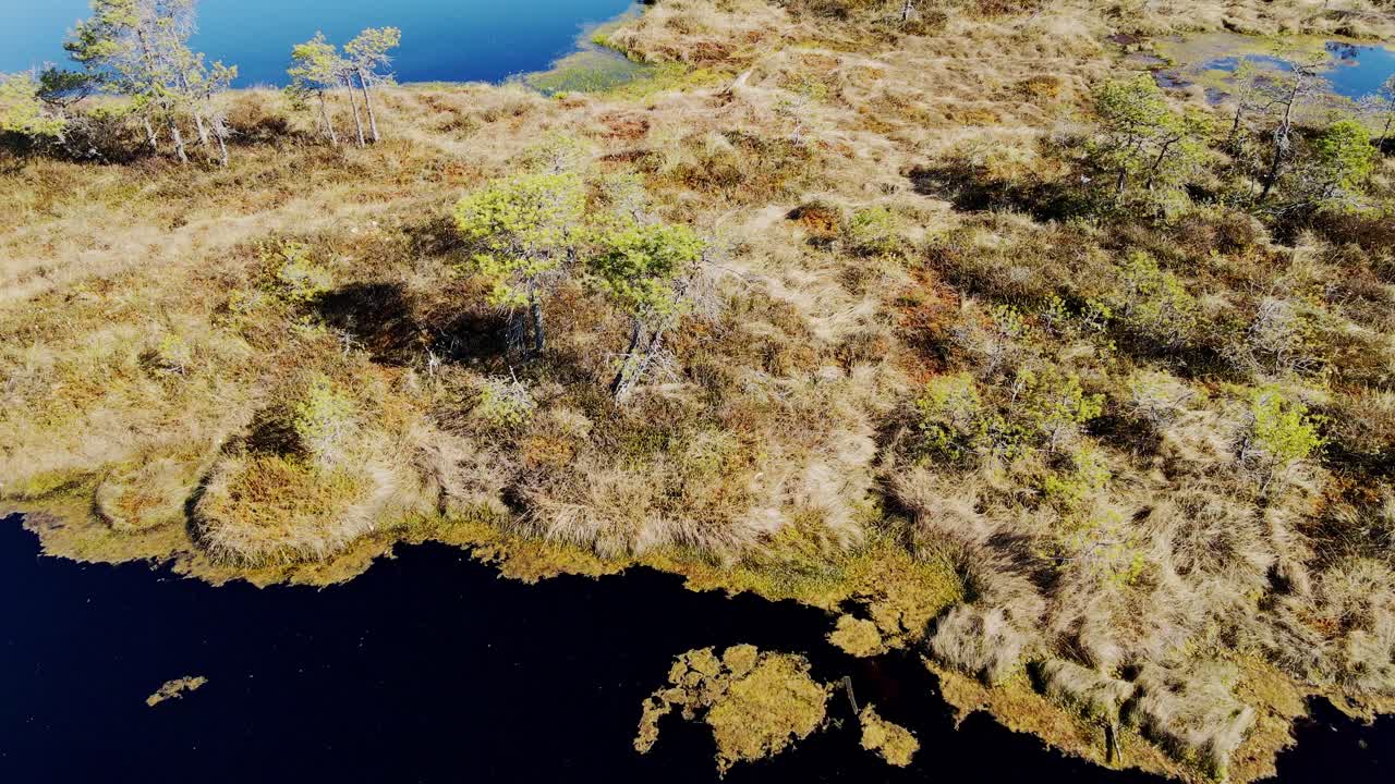 Golden grass textures and calm water meet in wild landscape of Ķemeri bog, Drone