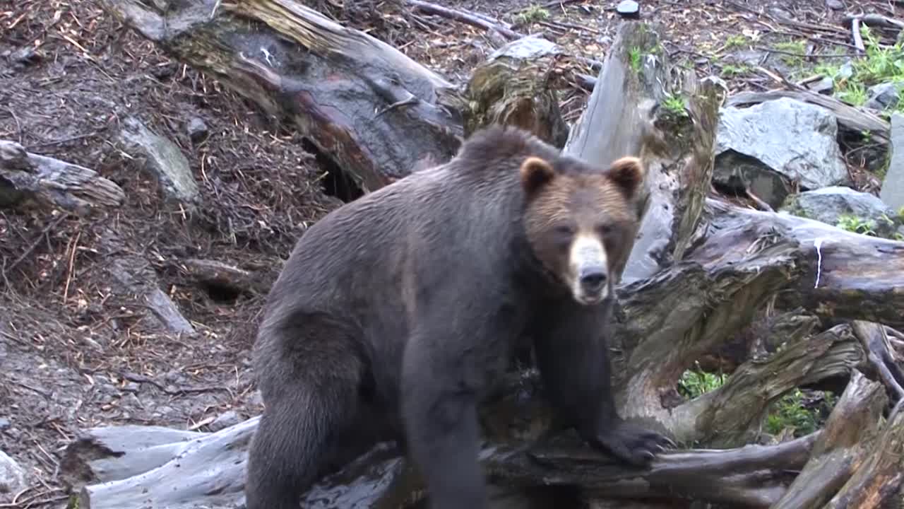 Orso nero seduto su un tronco d'albero morto.