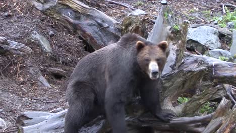 black bear sitting on a dead tree trunk