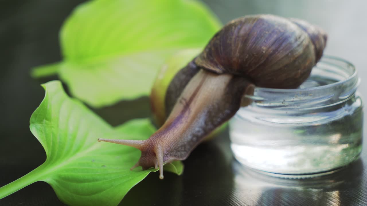 African snail snail walking on the leaf. Achatina fulica.