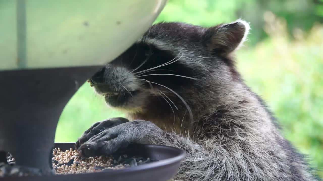 새 모이통에서 먹이를 먹고 있는 배고픈 너구리