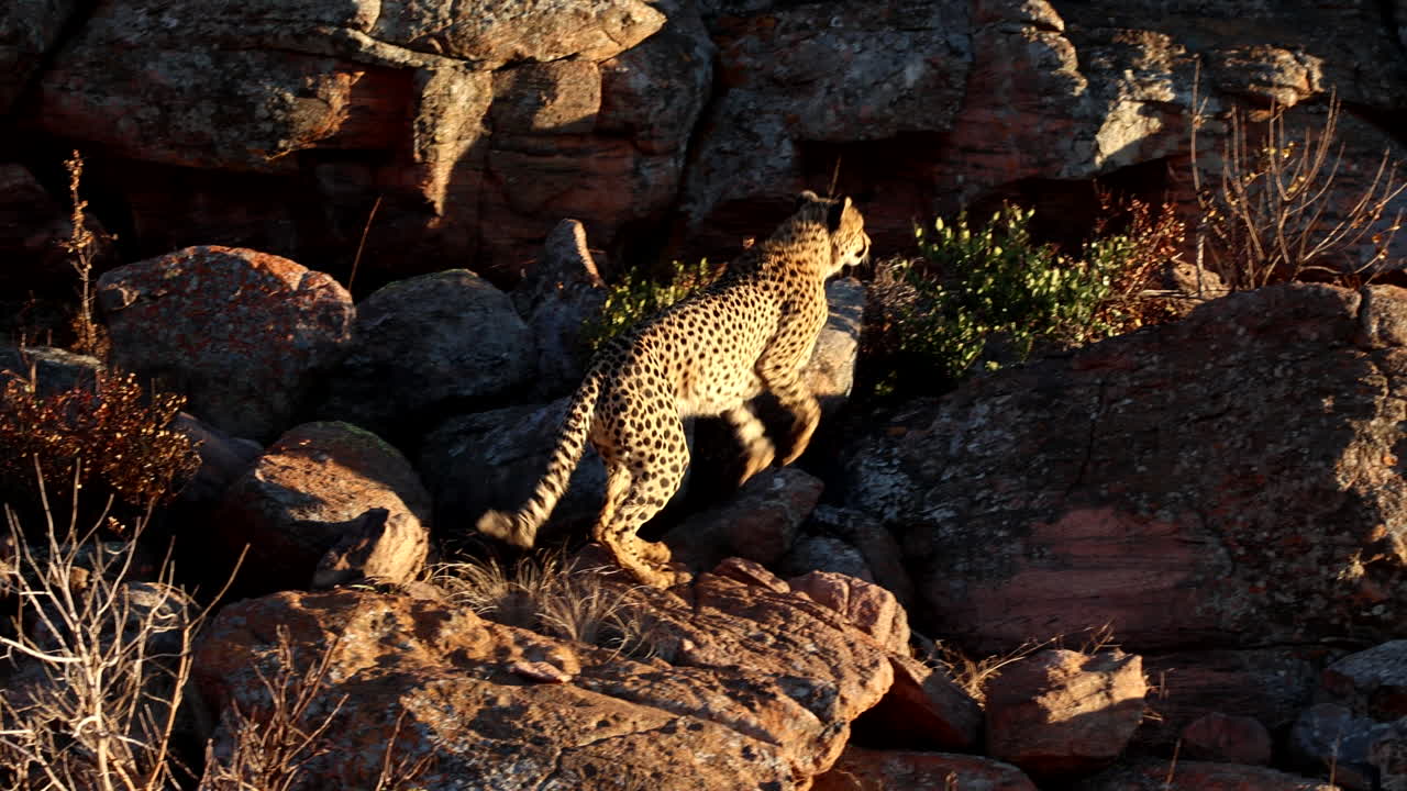 Cheetah at sunrise scramble over boulders in wilderness at rocky outcrop, slomo