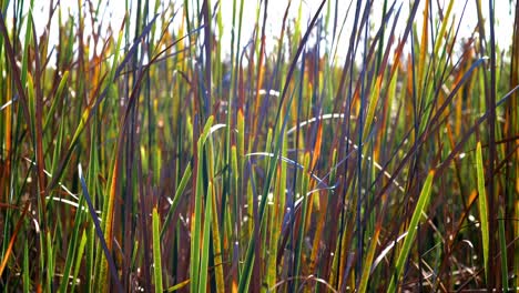 Nahaufnahme-Von-Buntem-Sumpfgras,-Das-Im-Wind-Weht