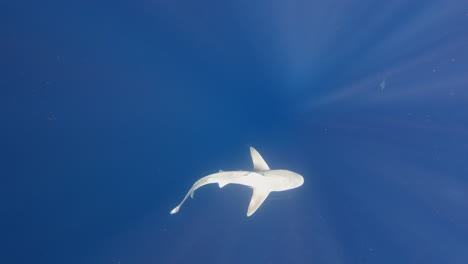 tiburón de arena nadando a través del océano abierto - desde arriba - destello de la lente