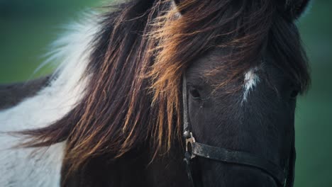 a close-up shot of a brown and white horse in a lush green field