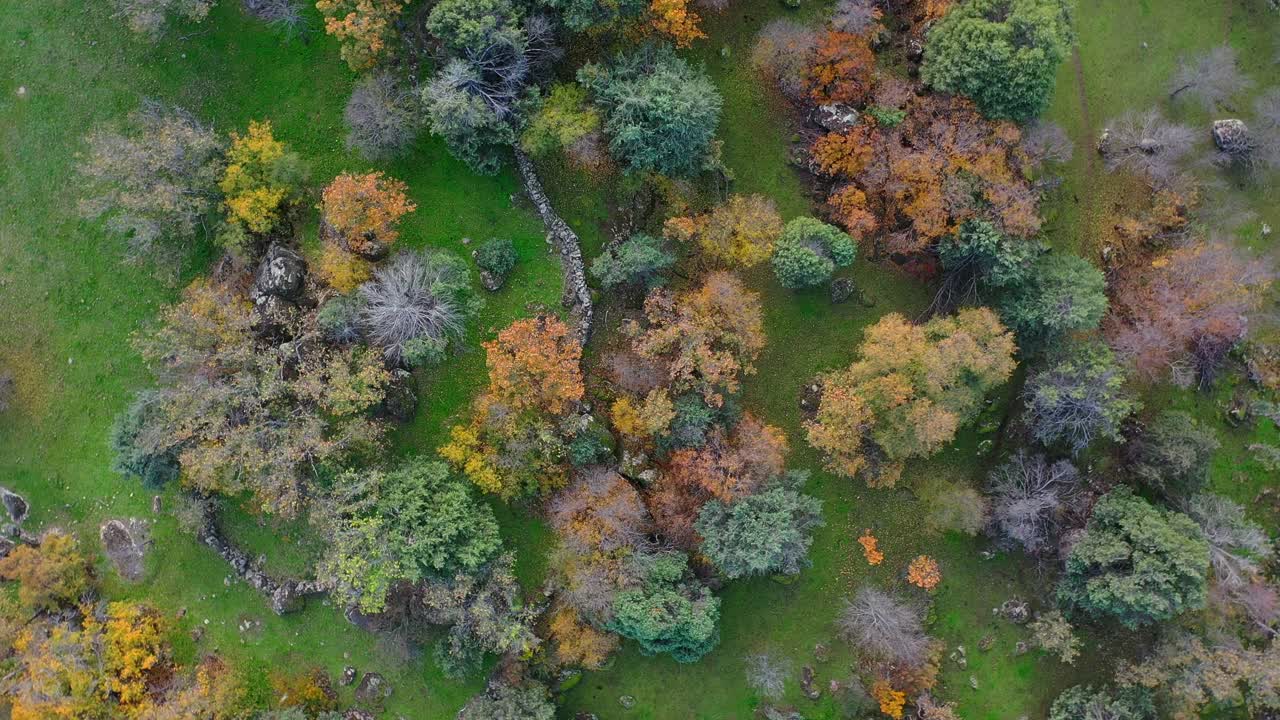 vuelo de avión no tripulado en ascenso mezclando una rotación con la cámara por encima de un grupo de árboles con una gran variedad de colores en otoño con un suelo verde y una pared de piedra en una tarde en ávila, españa
