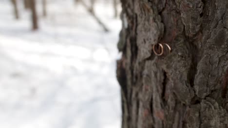 wedding rings on a snowy tree