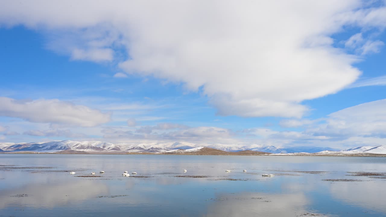 Scenic view of Tariat Lake, Mongolia, with Whooper Swans. Wide shot of the icy lake and snowy mountains, capturing the stark beauty of the Central Asian landscape