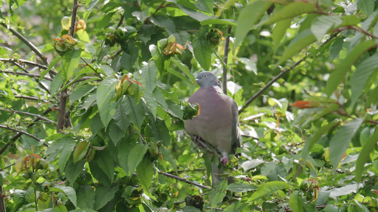 дикий деревянный голубь сидит высоко на сикоморном дереве в сельской местности великобритании