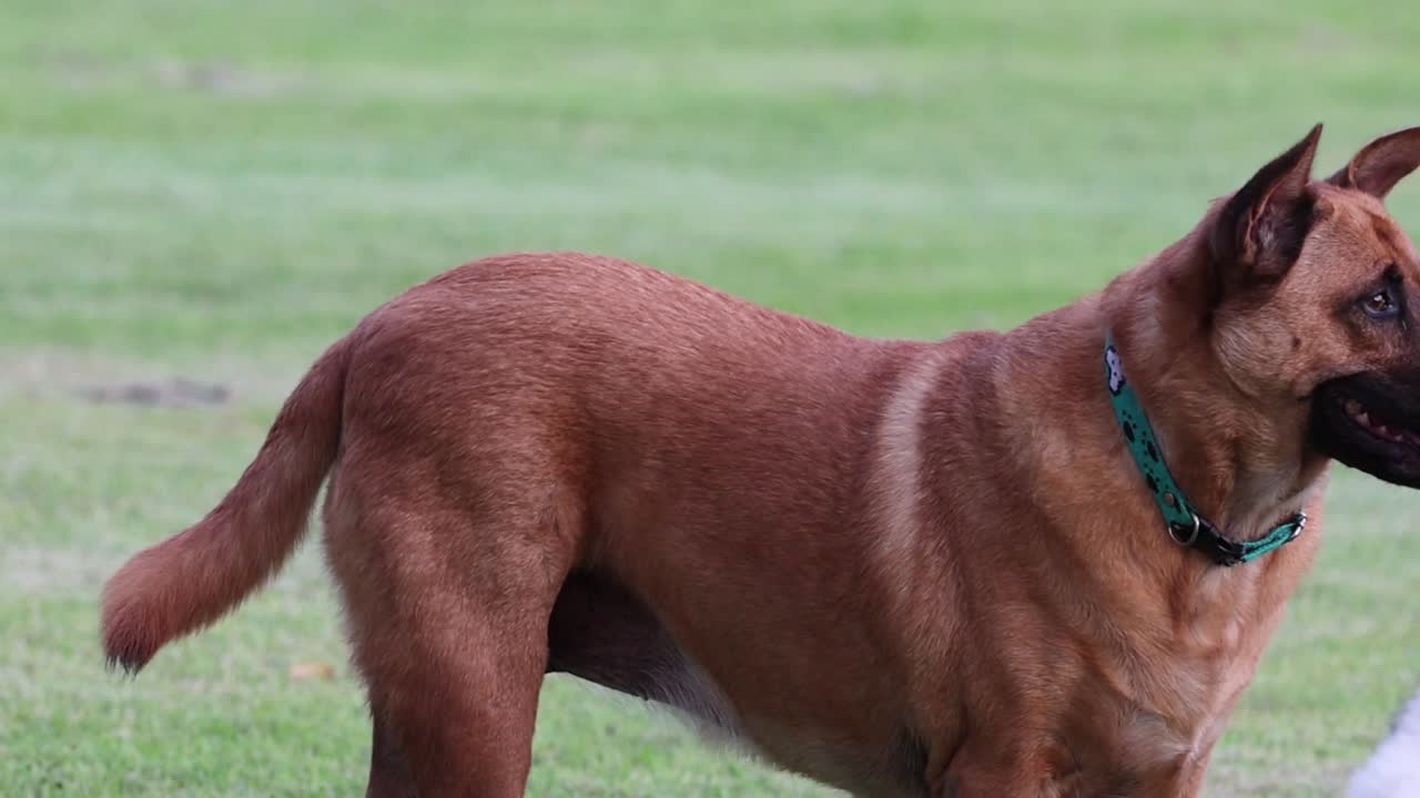 개는 야외에서 주의 깊게 탐색하고 반응합니다.