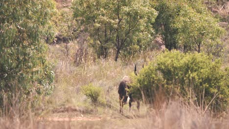 mayor kudu desapareciendo detrás del arbusto en la sabana africana