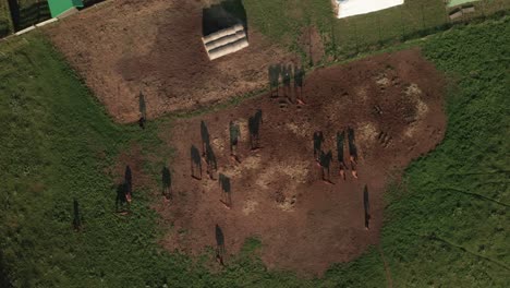 Slow-aerial-zoom-in-footage-of-a-herd-of-brown-horses-and-their-beautiful-long-shadows-created-by-a-late-summer-evening