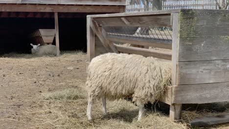 hungry sheep eats dried hay out of food trough on a farm with sheep resting in the background shelter