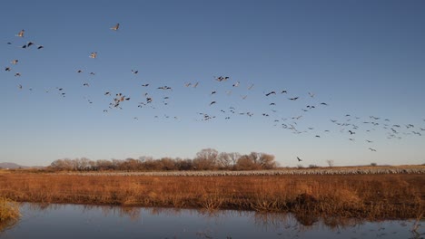 swarm of sandhill cranes fly in slow motion overhead