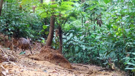 Gray-Brocket-deer-in-the-amazon-rainforest