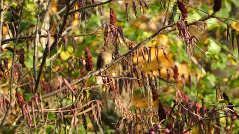 stunning contrast colored shot of female cardinal bird perched on fall backdrop