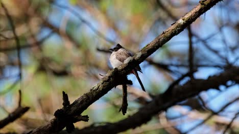 perched on a pine branch as it looks over to its right shoulder frantically as if something is coming, sooty-headed bulbul pycnonotus aurigaster, phu ruea, ming mueang, loei in thailand