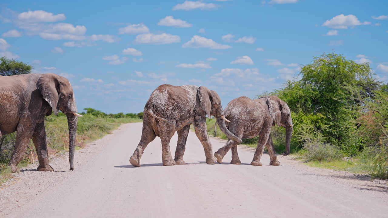 Elephants crossing a dirt road in the African savanna
