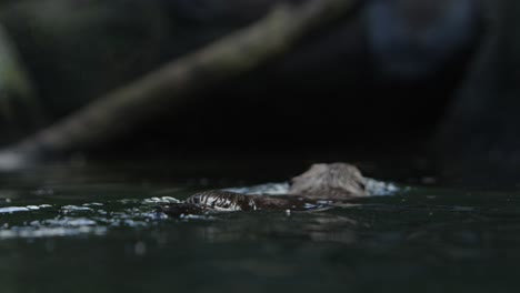 otter swimming away at water level