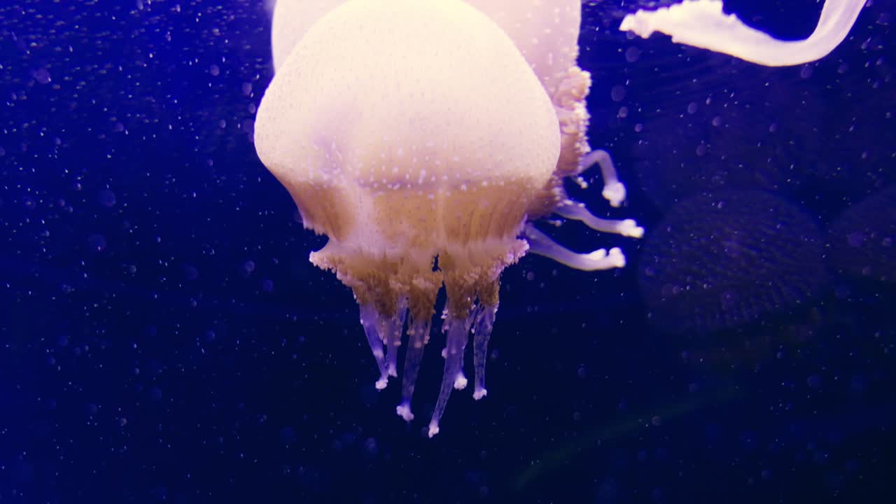 A mesmerizing jellyfish glides through the water showcasing its beauty in an aquarium setting.