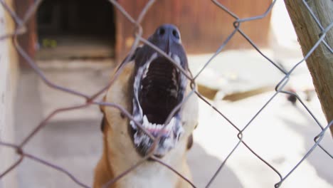 Verlassener-Hund-In-Einem-Tierheim-Eingesperrt