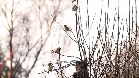 Group-Sparrows-perching-on-a-leafless-tree-branchs-Defocused-shot