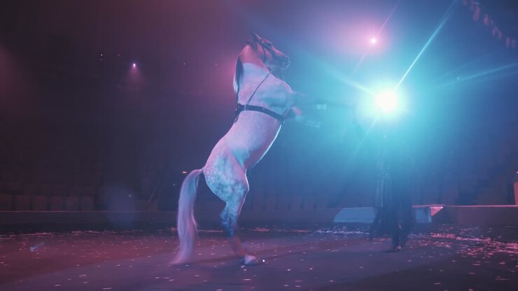 Un addestratore di animali in un circo mette un cavallo purosangue sul cavallo con maniglie sotto una splendida illuminazione, un concetto, primo piano.