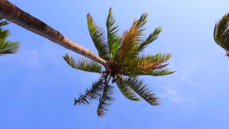 idyllic beach with palm trees at the maldives, indian ocean