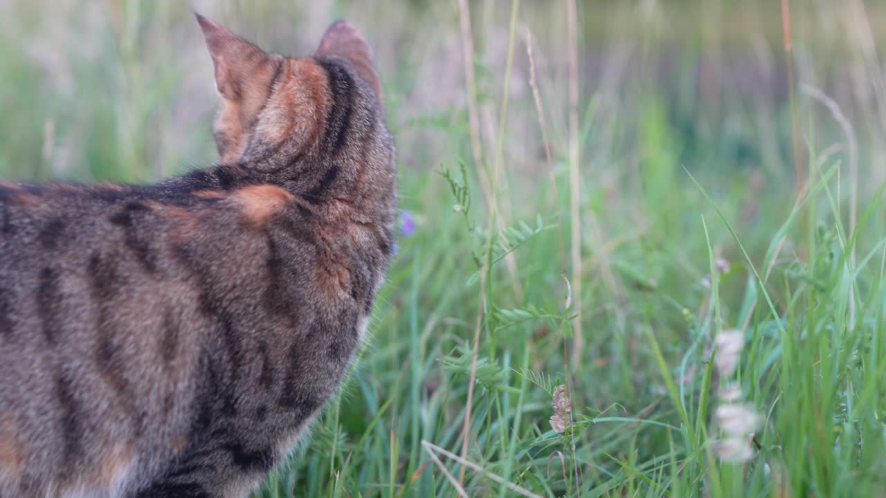 Domestic cat exploring tall grass in a natural field setting