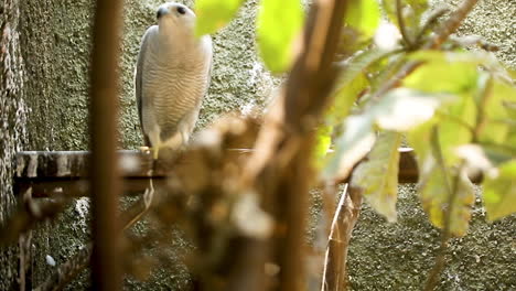 The-gray-lined-hawk-is-a-smallish-raptor-found-in-open-country-and-forest-edges