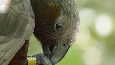 el loro kaka de nueva zelanda usa sus patas para sostener su comida.