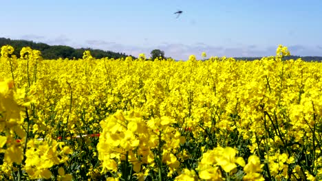 a beautiful slow pan from left to right of a bright yellow rapeseed meadow on a sunny day in sweden