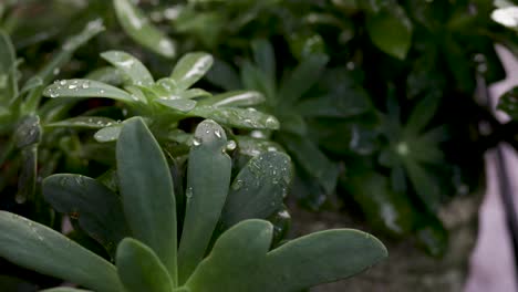 Static-view-of-rain-drops-on-a-short,-rounded-plant-with-waxy-leaves-in-a-rainstorm