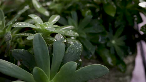 static view of rain drops on a short, rounded plant with waxy leaves in a rainstorm