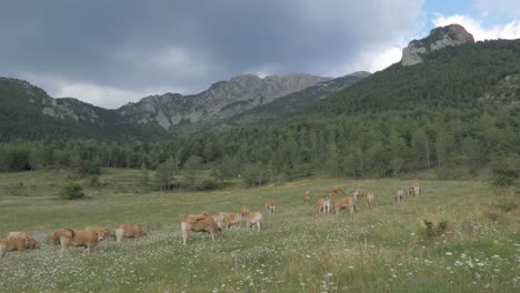 brown cows standing in a pasture and eating grass, mountains in the background with cloudy sky