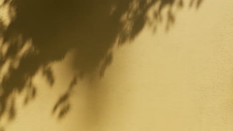 tree leaf shadows on a textured yellow wall