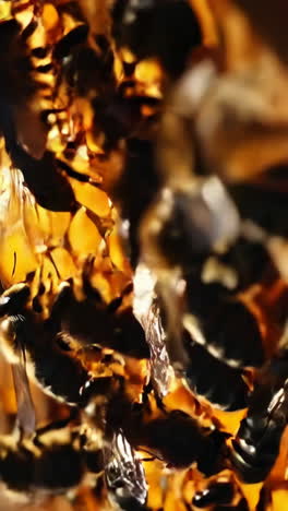 bees in a honeycomb