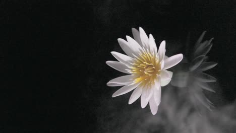 White-lily-reflection-in-mirror-water-with-mystic-swirling-fog,-vertical-footage,-dark-background