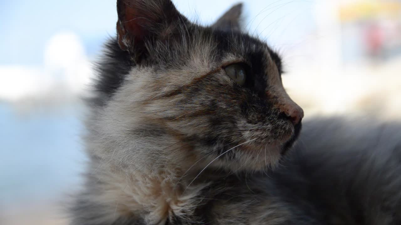 Cat face close up with sea on background