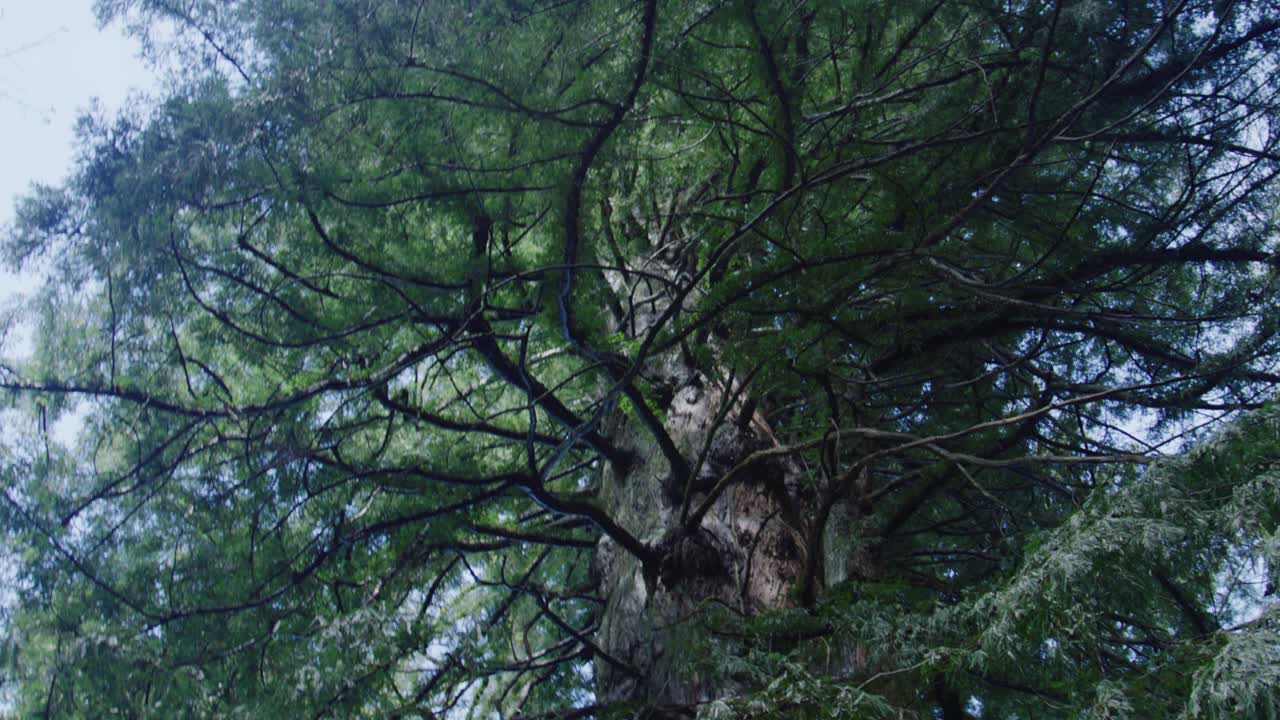 Slow pan up toward massive redwoods raindrops falling from canopy overcast grey sky visible between trunks damp textures quiet immersive feeling ancient forest surrounding viewer in stillness