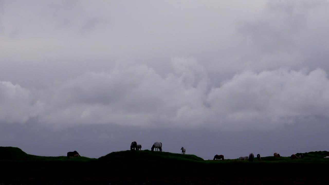 아이슬란드 말은 외로운 버트에서 실루엣으로 걷어차고 논다
