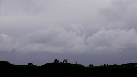 icelandic horses kick and play in silhouette on a lonely butte