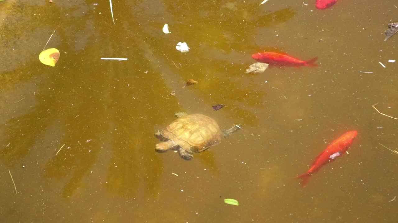 turtle, gold fish and Japanese Koi fish swimming in pond